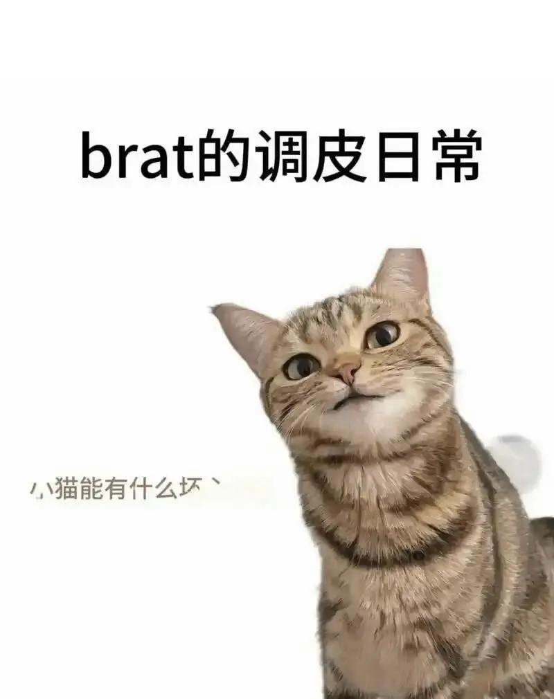 西檬之家-字母圈新人如何入圈？从K9到BDSM全解析